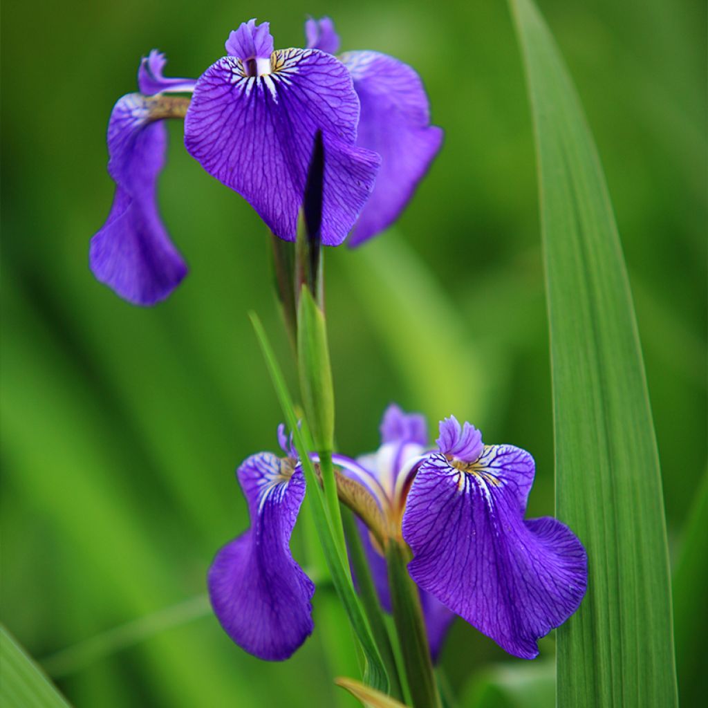 Iris setosa - Borsten-Schwertlilie