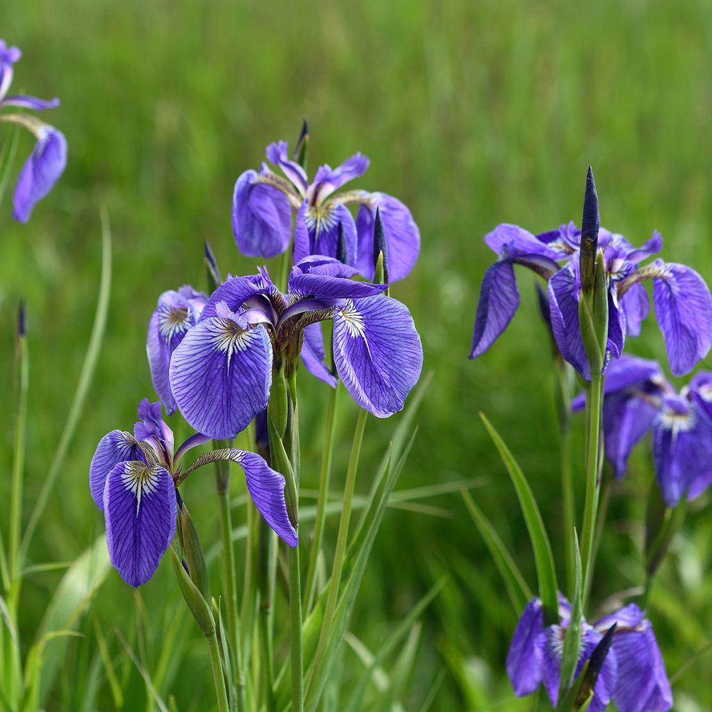 Iris setosa - Borsten-Schwertlilie