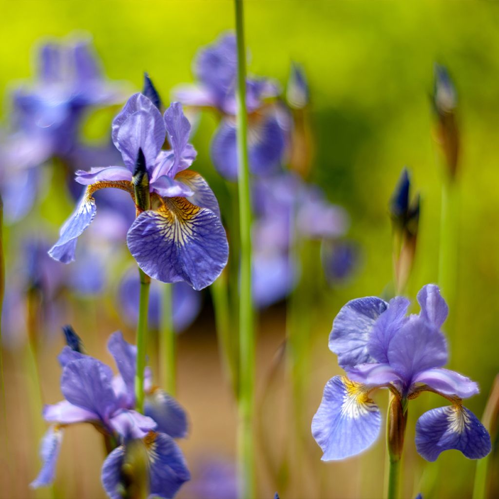 Iris sibirica Fran's gold - Iris de Sibérie