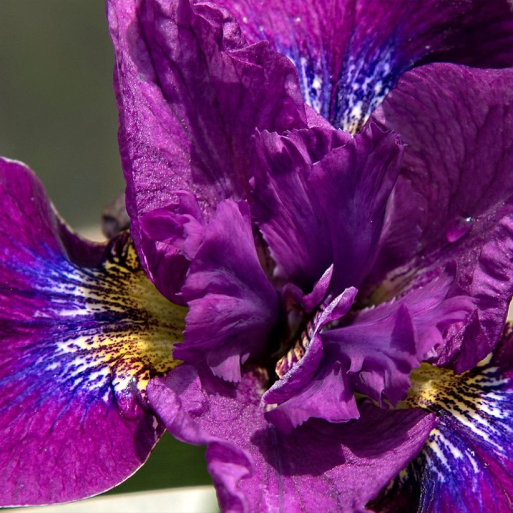 Iris sibirica Bundle of Joy - Iris de Sibérie