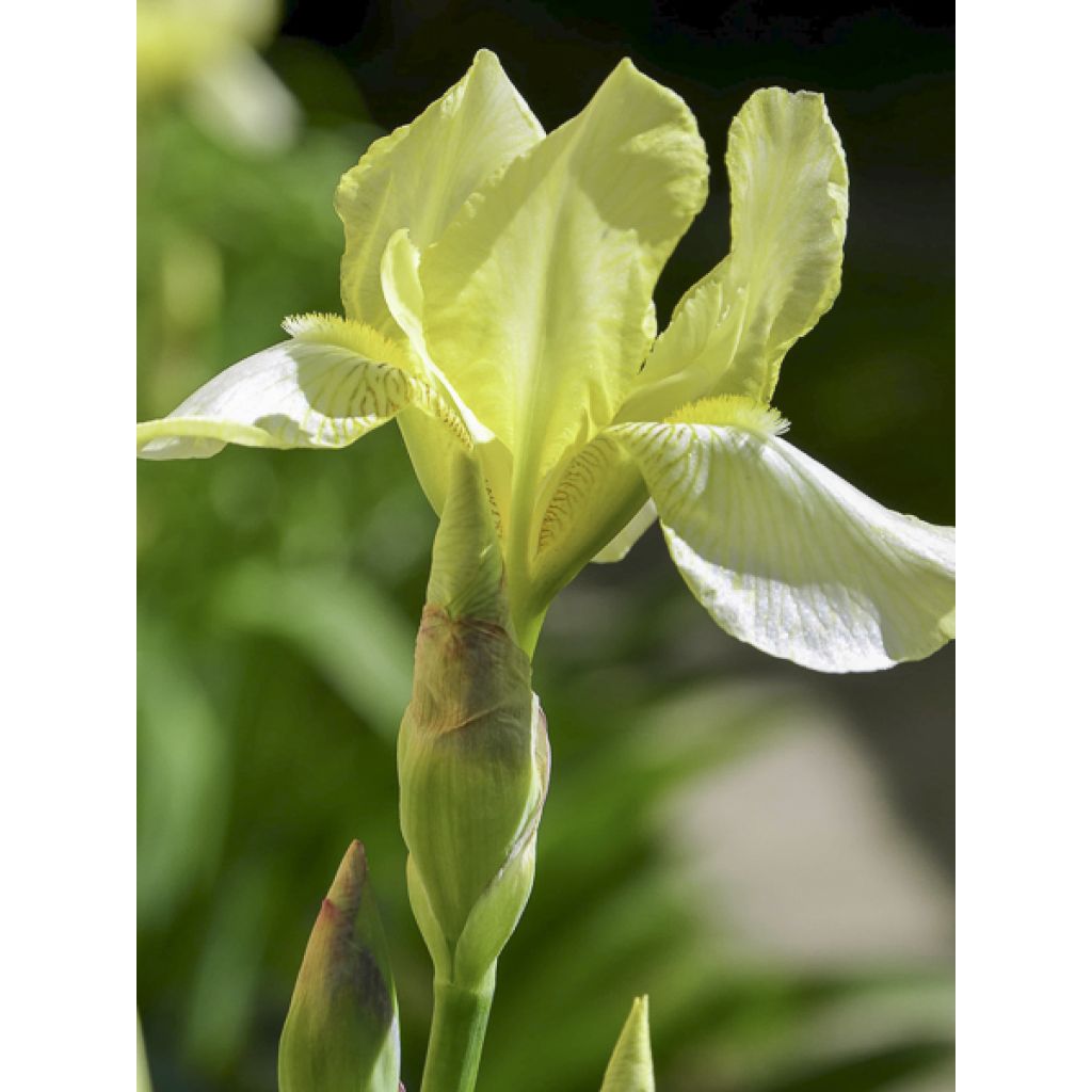 Iris sibirica Chartreuse Bounty - Sibirische Schwertlilie