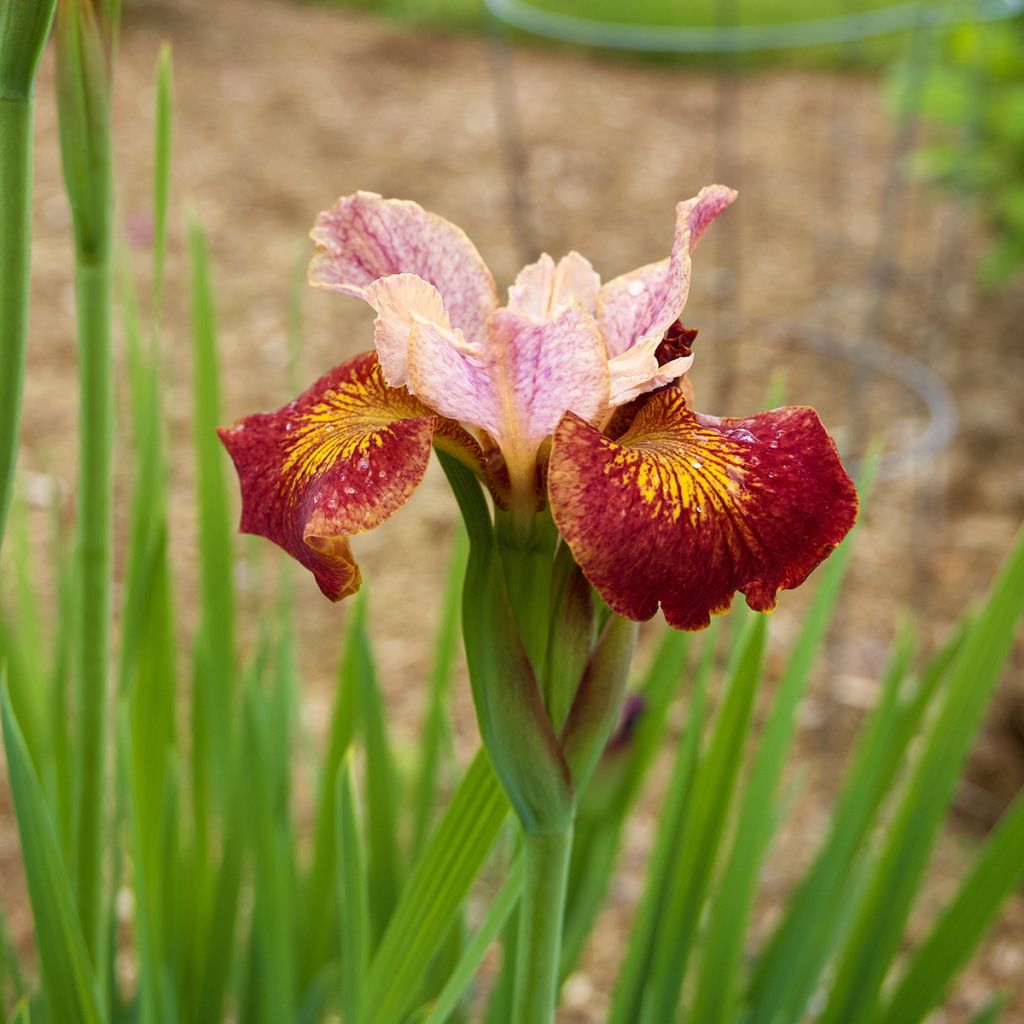 Iris sibirica Paprikash - Iris de Sibérie