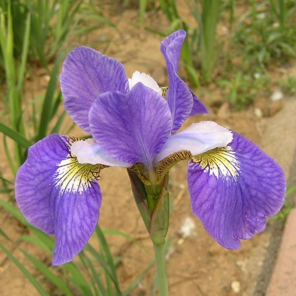 Iris sibirica Perry's Blue - Sibirische Schwertlilie