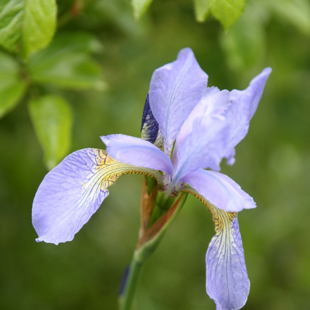 Iris sibirica Perry's Blue - Sibirische Schwertlilie