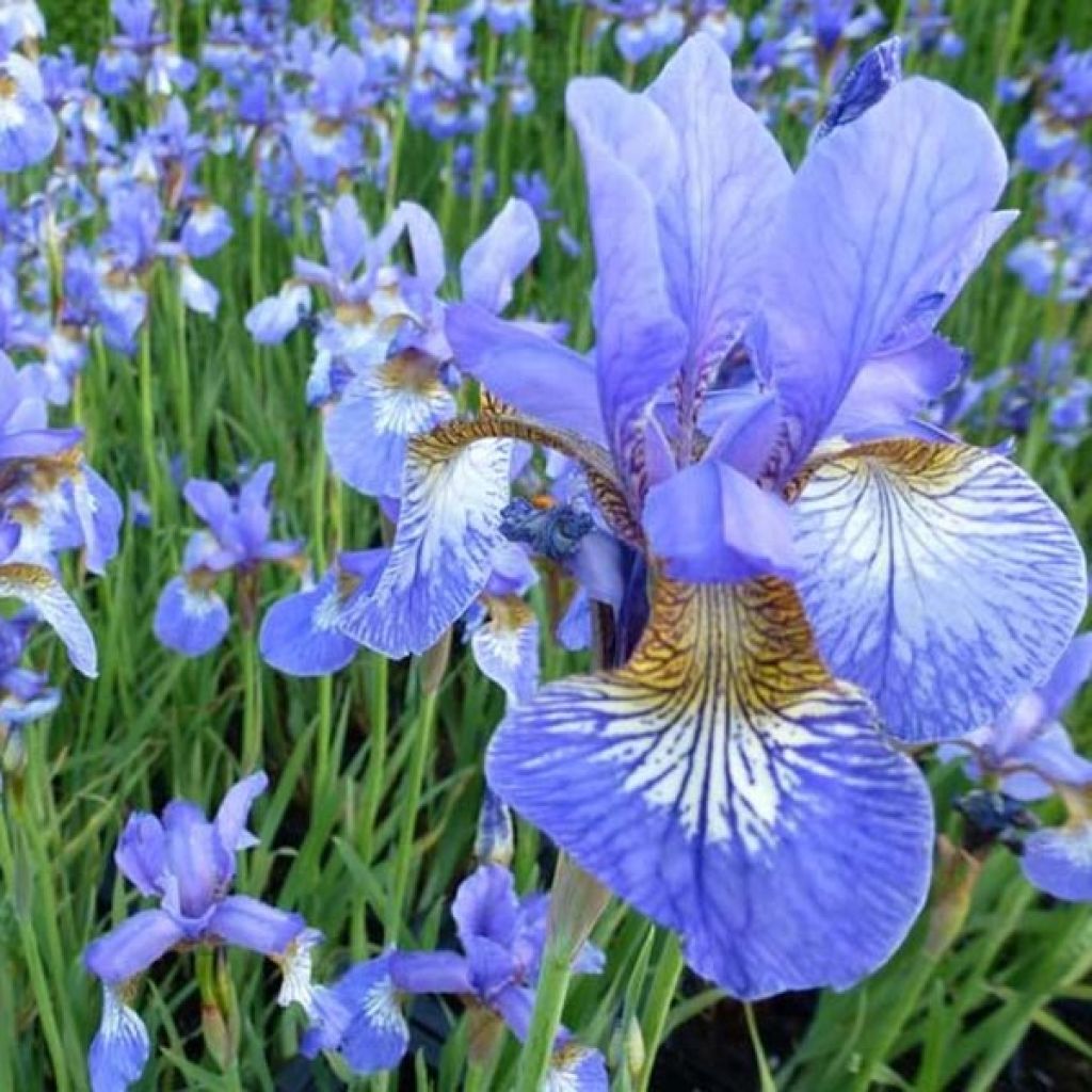 Iris sibirica Persimmon - Sibirische Schwertlilie