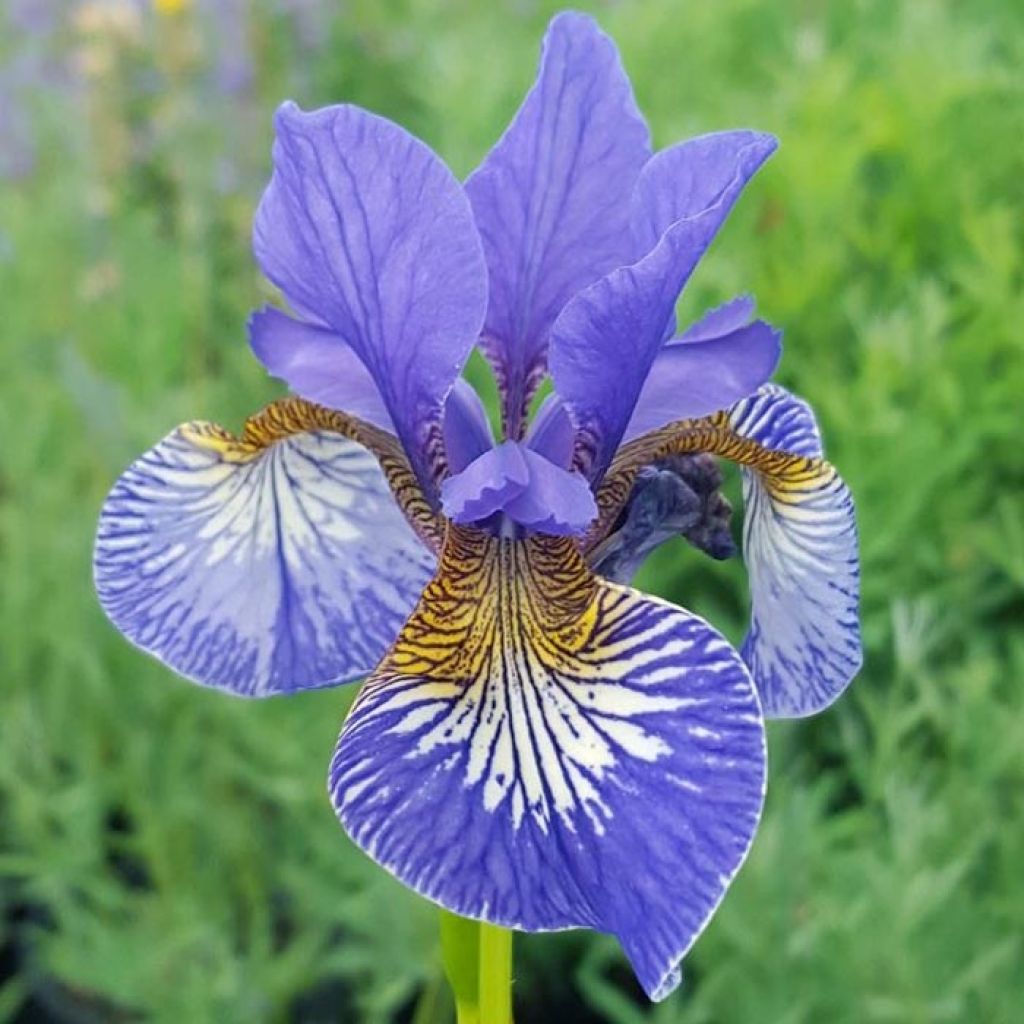 Iris sibirica Persimmon - Sibirische Schwertlilie