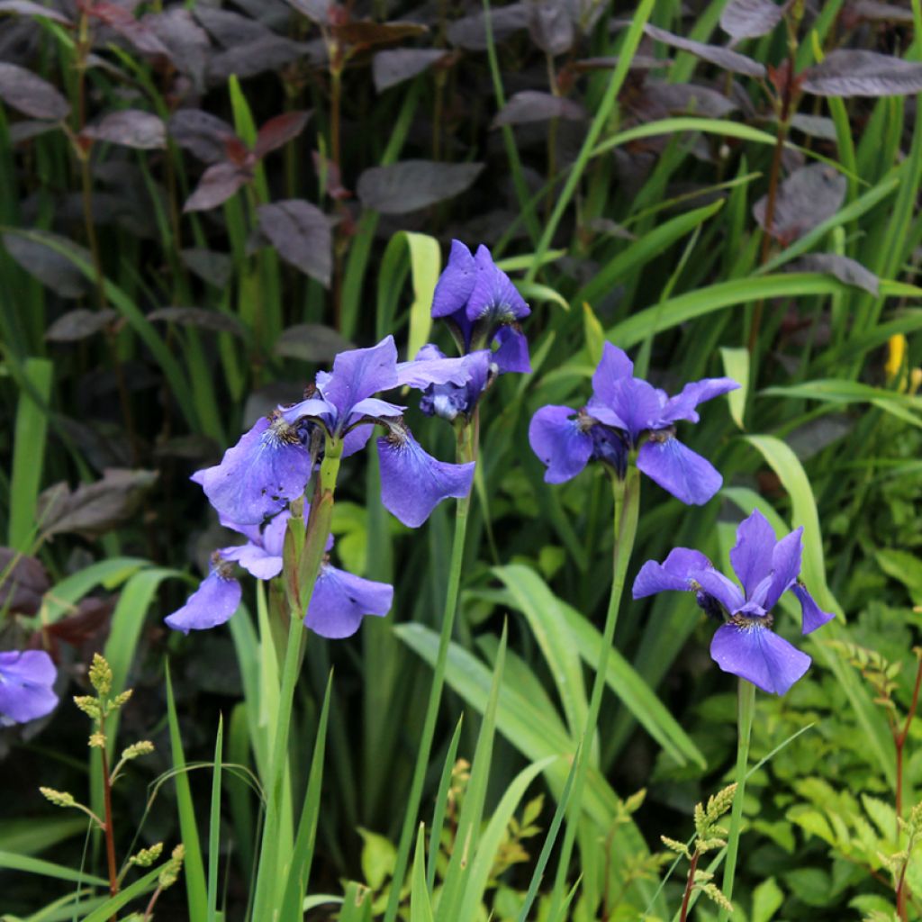 Iris sibirica Persimmon - Sibirische Schwertlilie