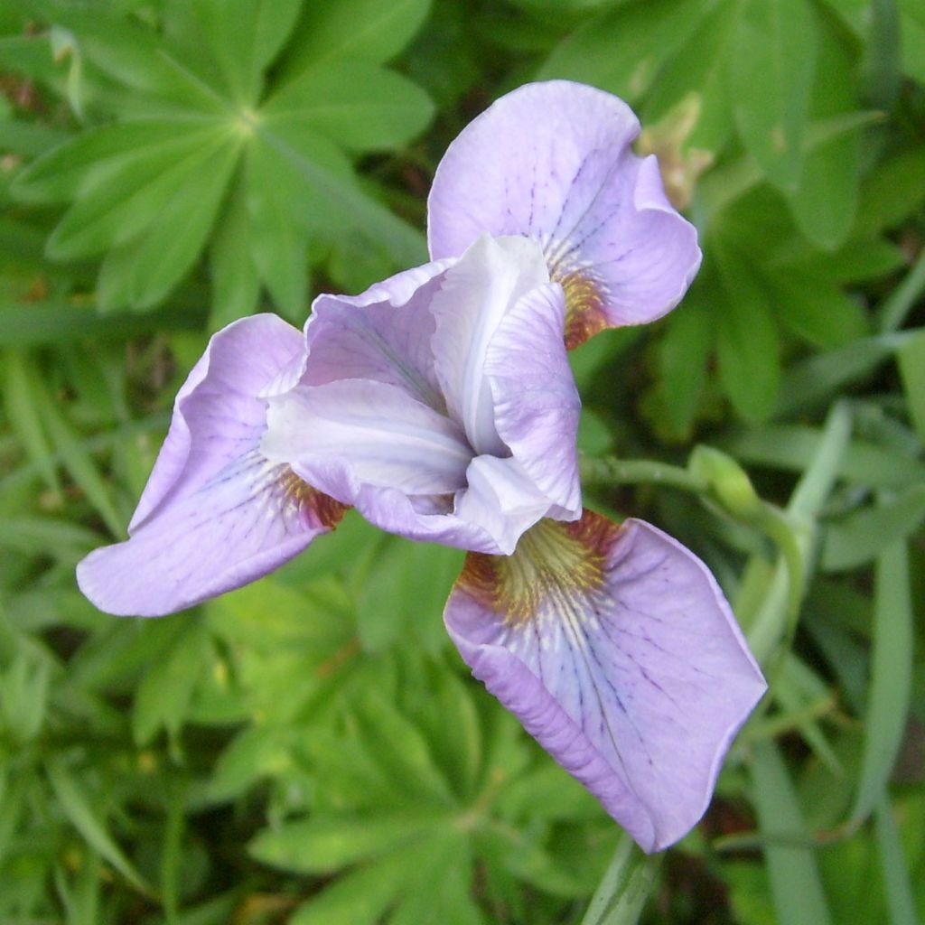 Iris sibirica Rikugi Sakura - Sibirische Schwertlilie