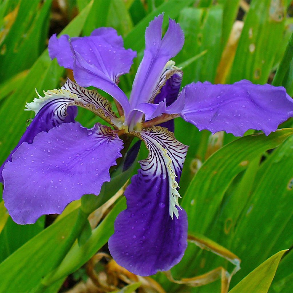 Iris tectorum - Dach-Schwertlilie