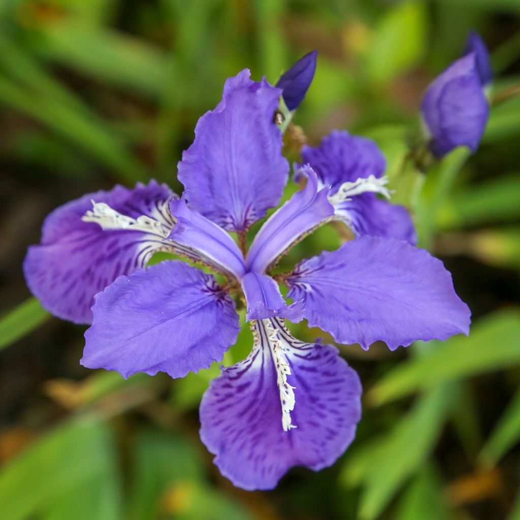 Iris tectorum - Dach-Schwertlilie