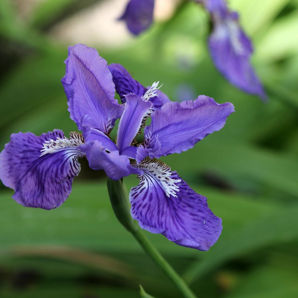 Iris tectorum - Dach-Schwertlilie