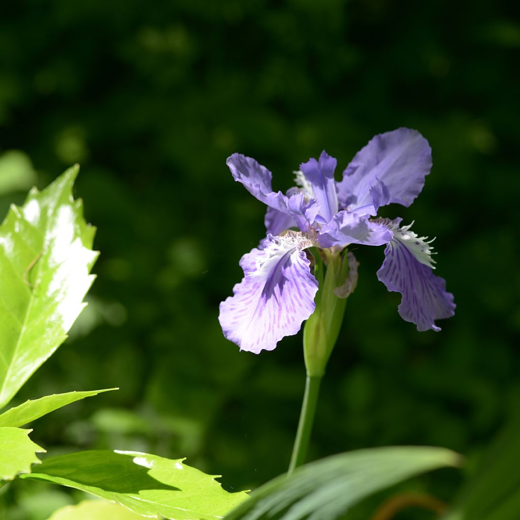 Iris tectorum - Dach-Schwertlilie