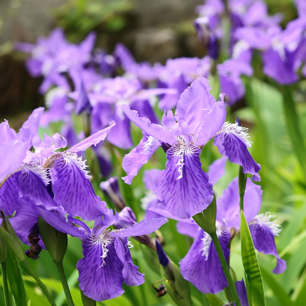 Iris tectorum - Dach-Schwertlilie