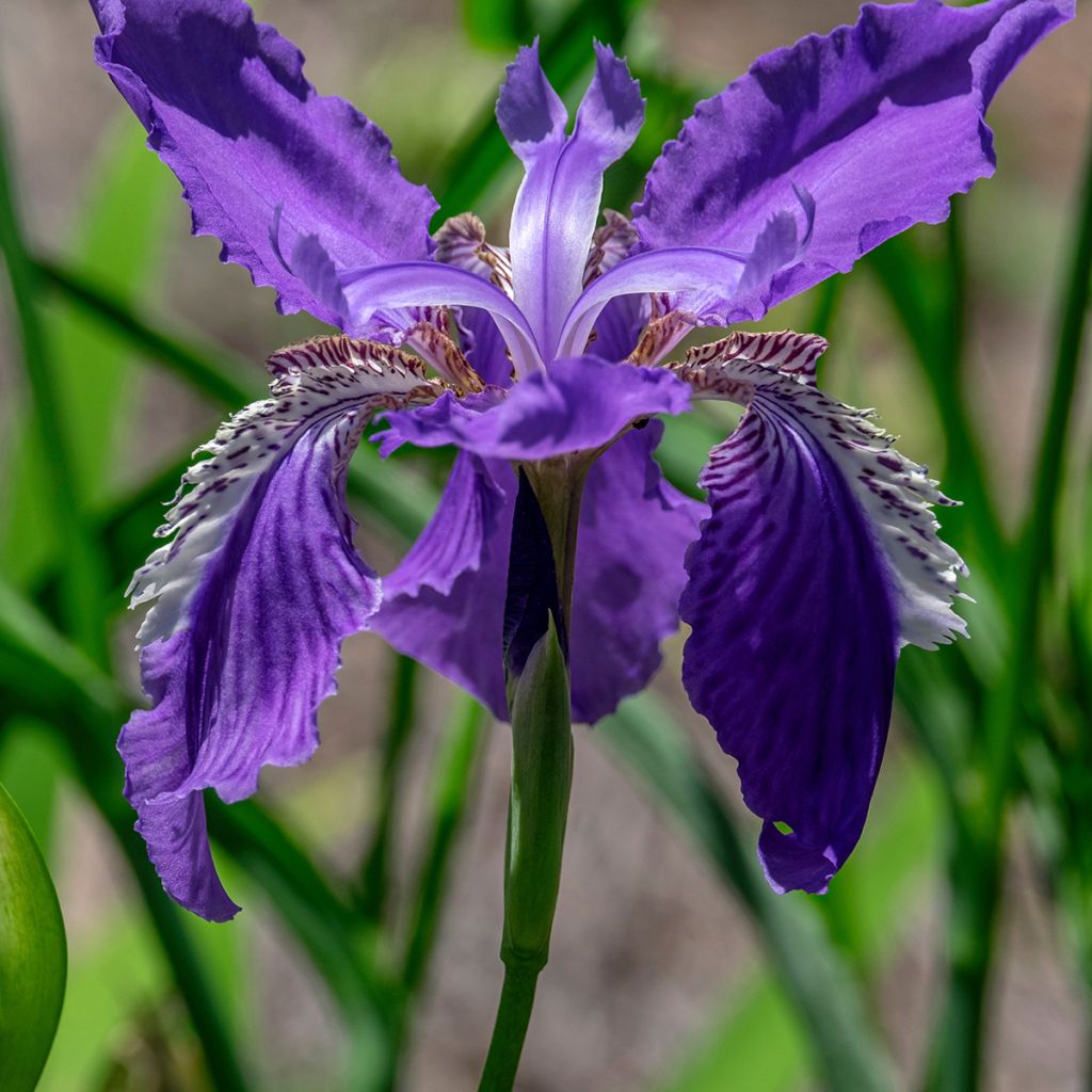 Iris tectorum - Dach-Schwertlilie