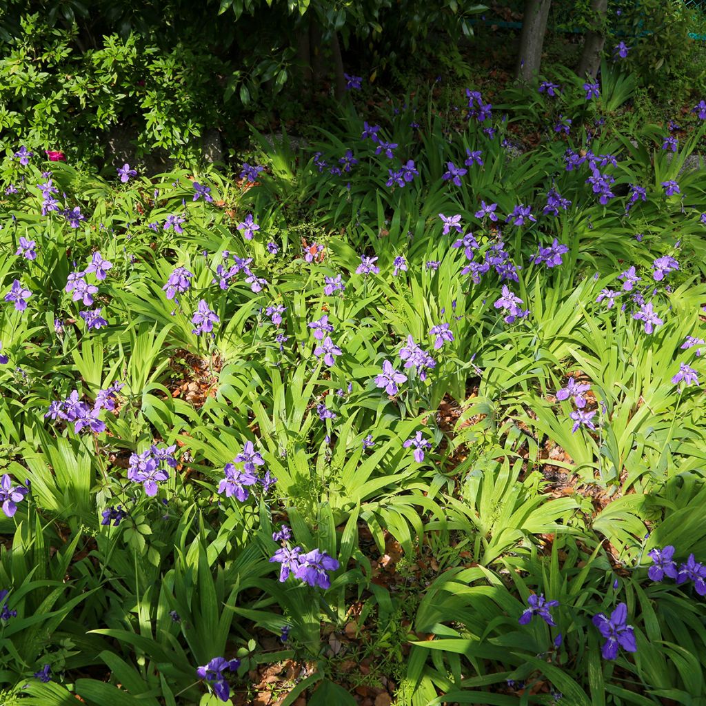 Iris tectorum - Dach-Schwertlilie