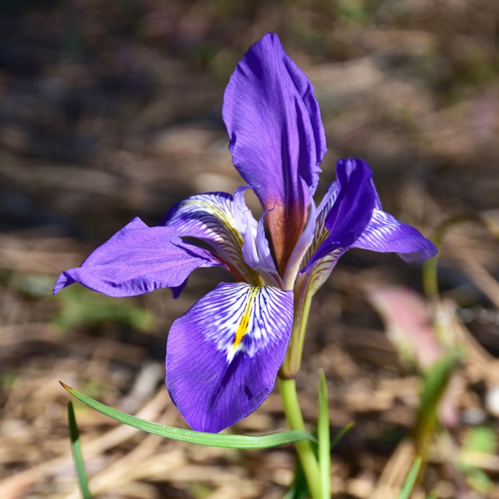 Iris unguicularis - Kretische Schwertlilie