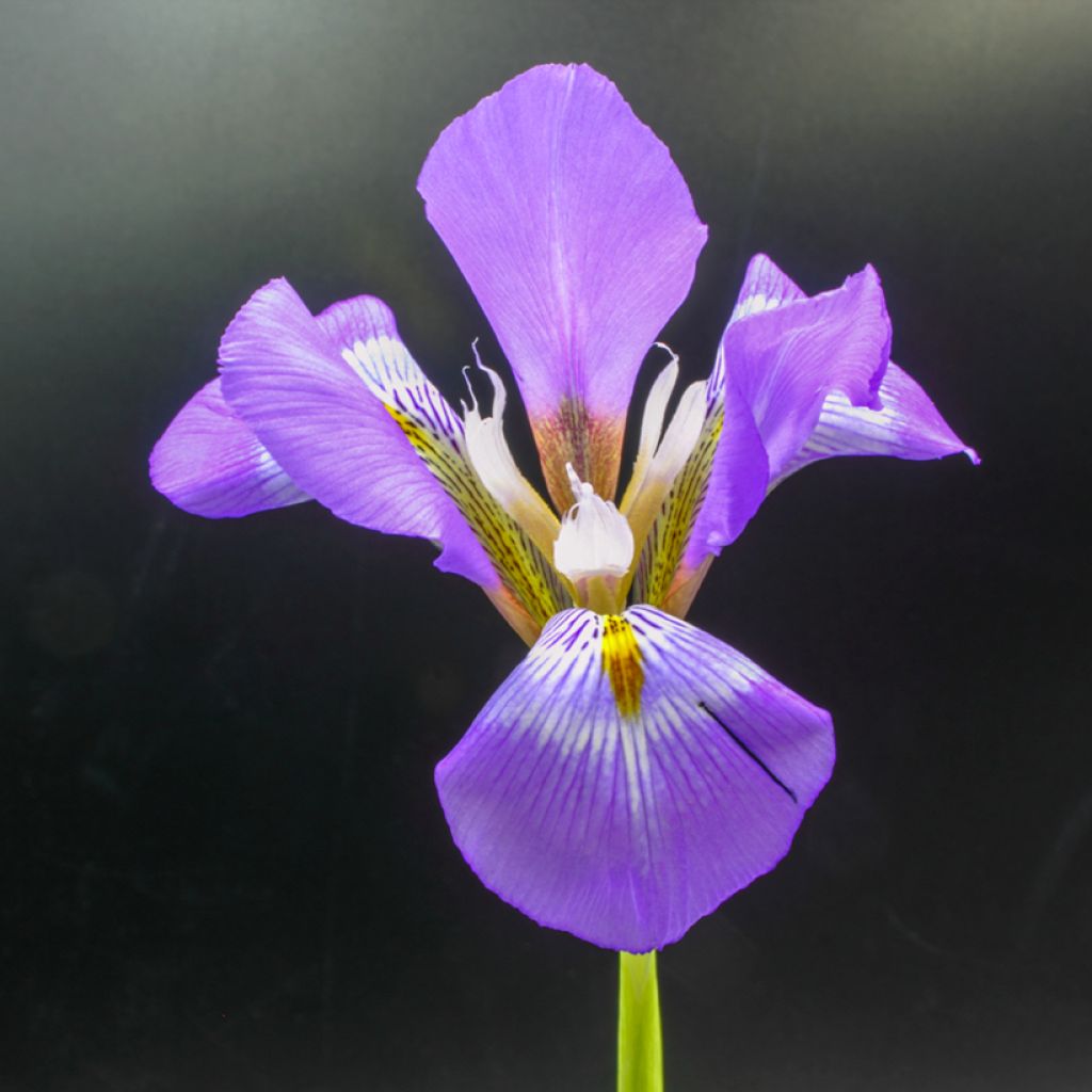 Iris unguicularis - Iris d'Alger