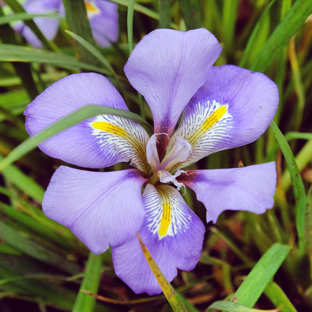 Iris unguicularis - Iris d'Alger