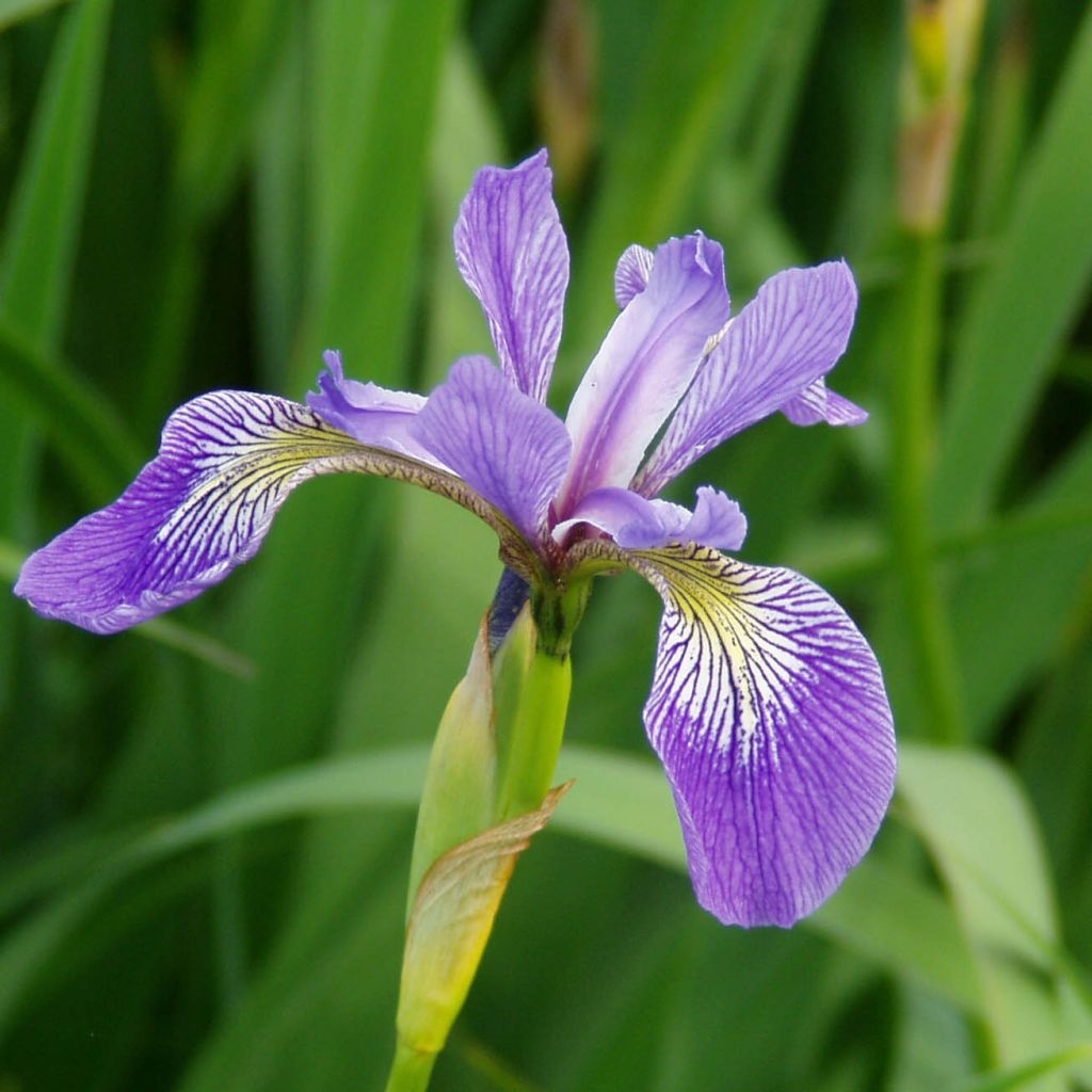 Iris versicolor - Schillernde Schwertlilie