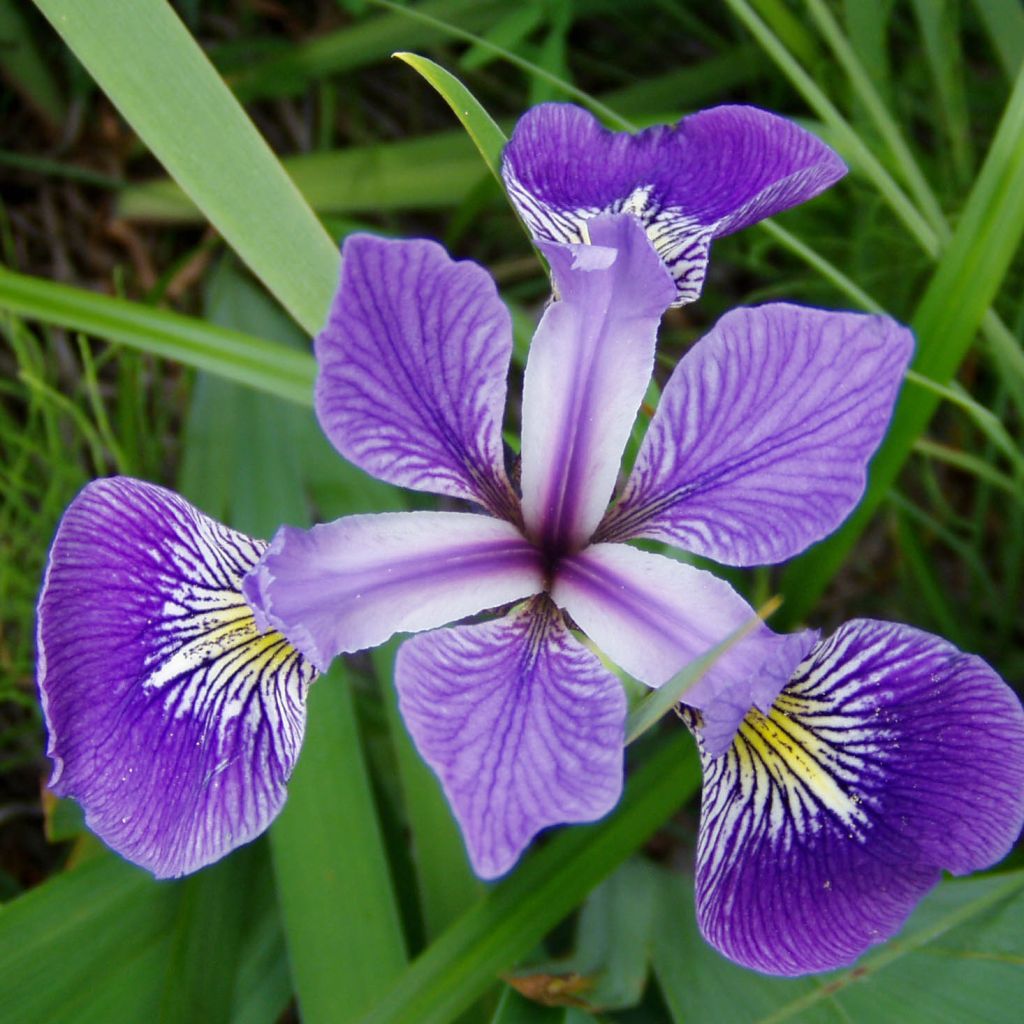 Iris versicolor