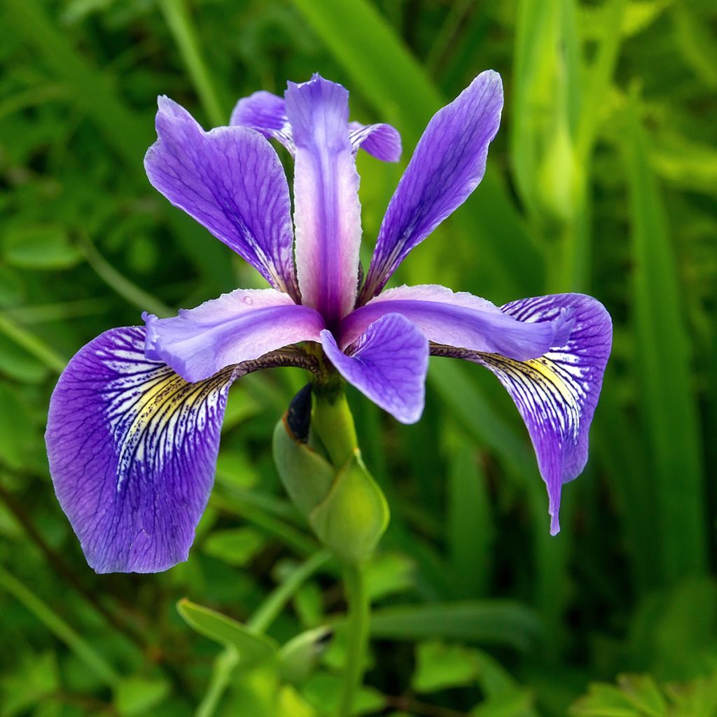 Iris versicolor - Schillernde Schwertlilie