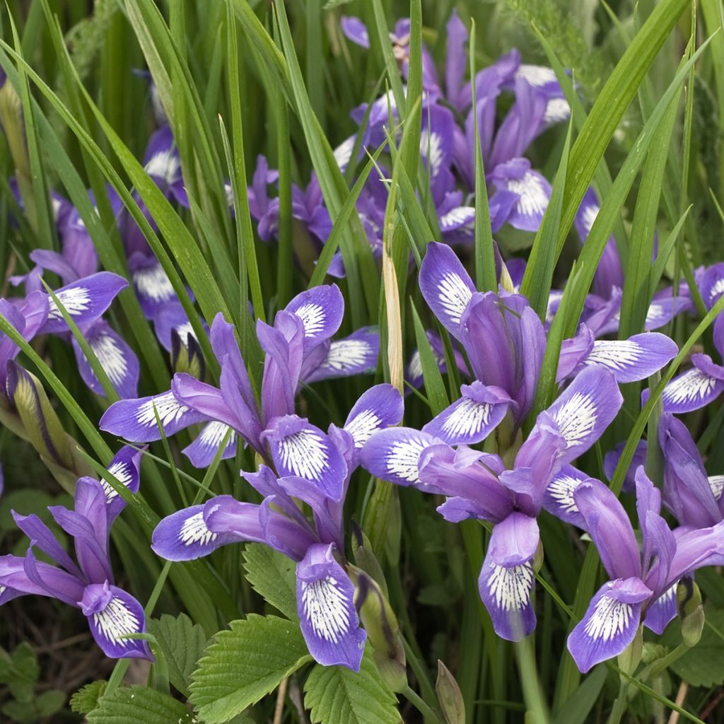 Iris versicolor - Schillernde Schwertlilie