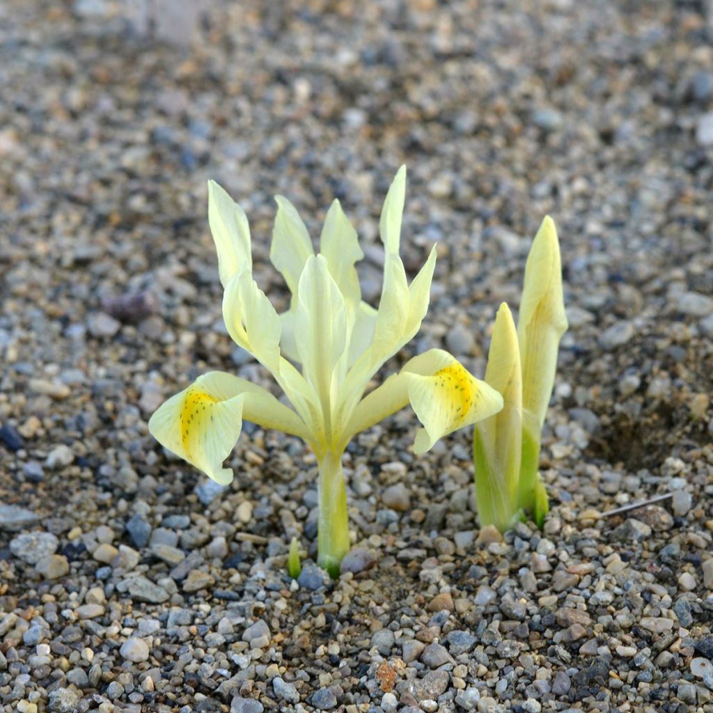 Iris winogradowii - Winogradow-Schwertlilie