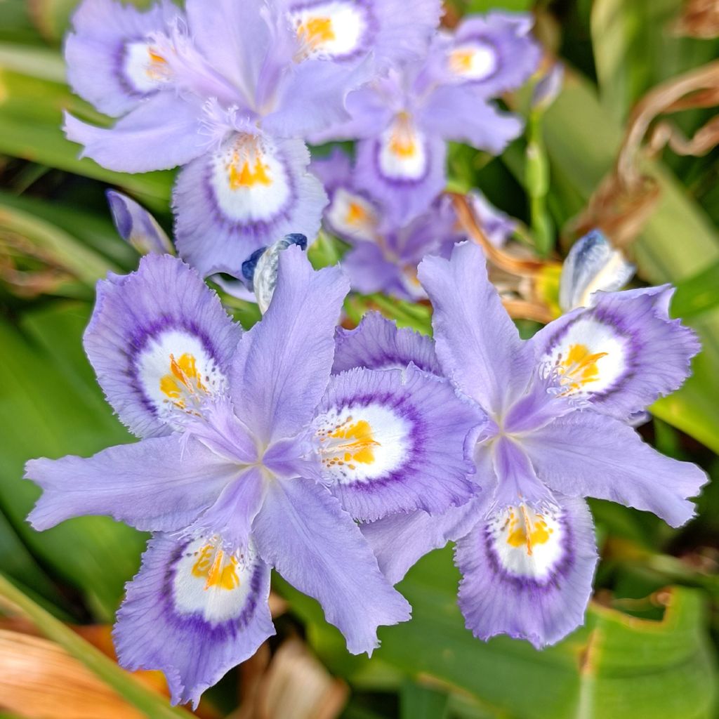 Iris confusa Martyn Rix - Bambusiris