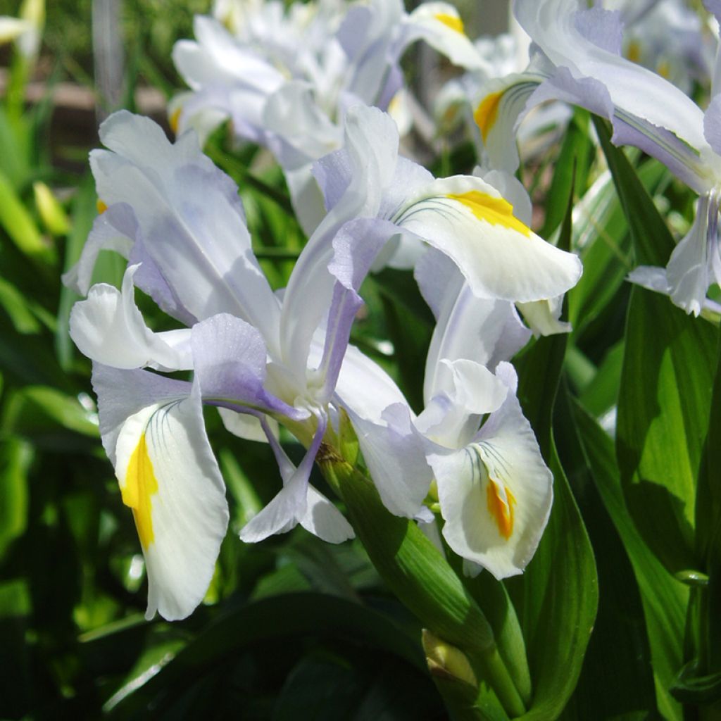 Iris magnifica