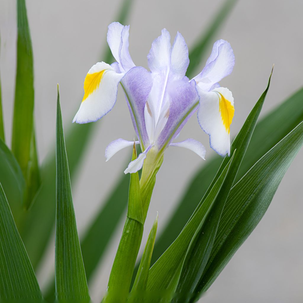 Iris magnifica