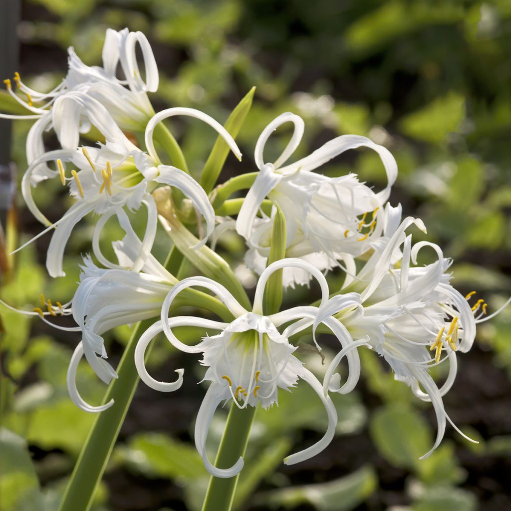 Hymenocallis festalis White - Schönhäutchen