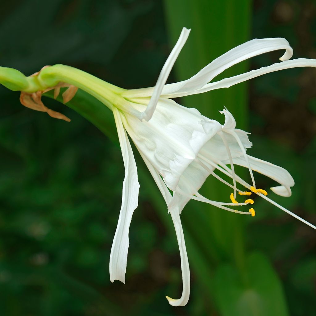 Hymenocallis festalis White - Schönhäutchen