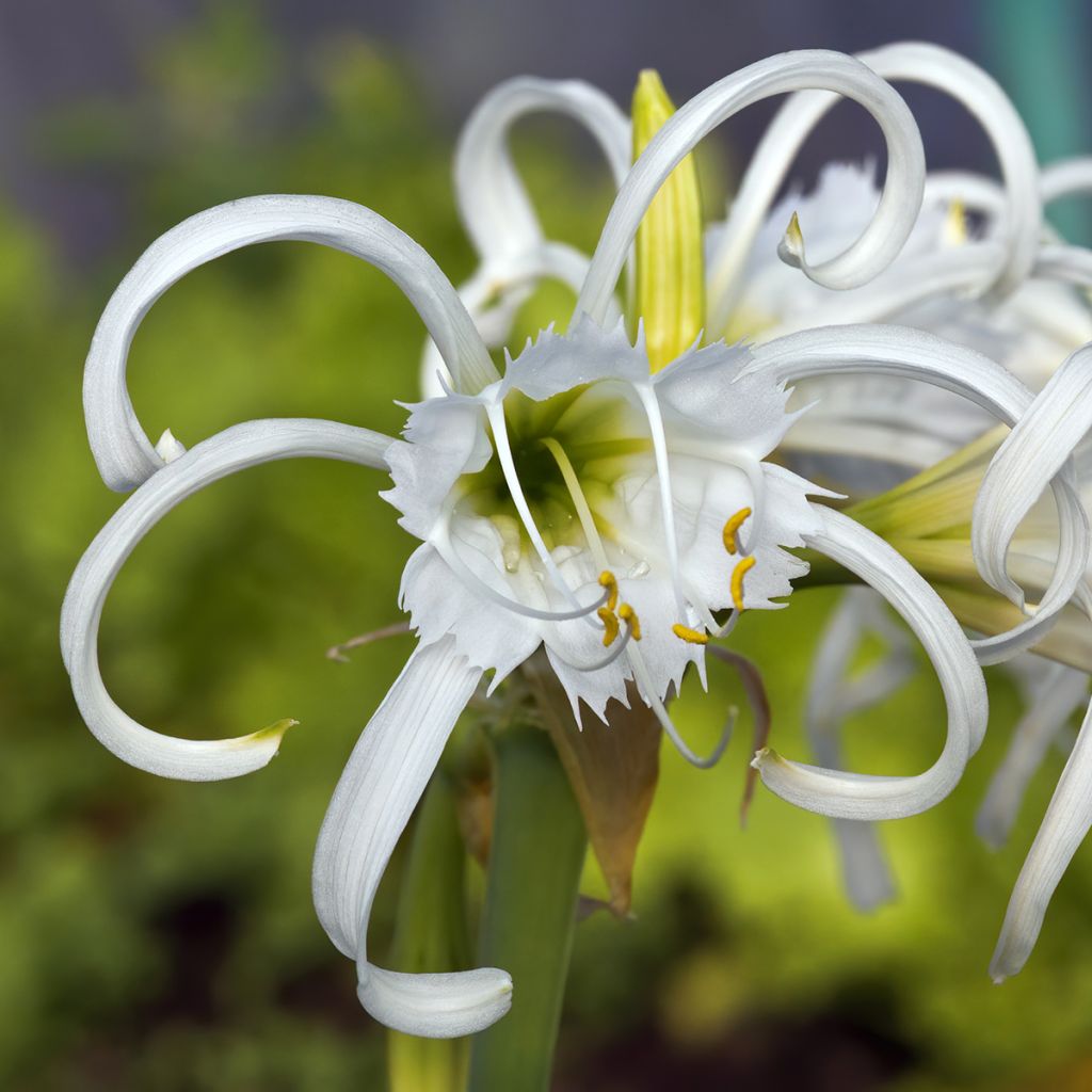 Hymenocallis festalis White - Schönhäutchen