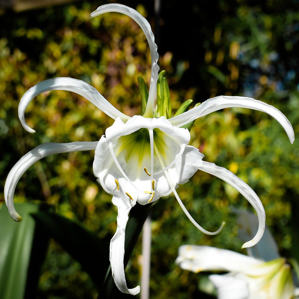 Hymenocallis festalis White - Schönhäutchen