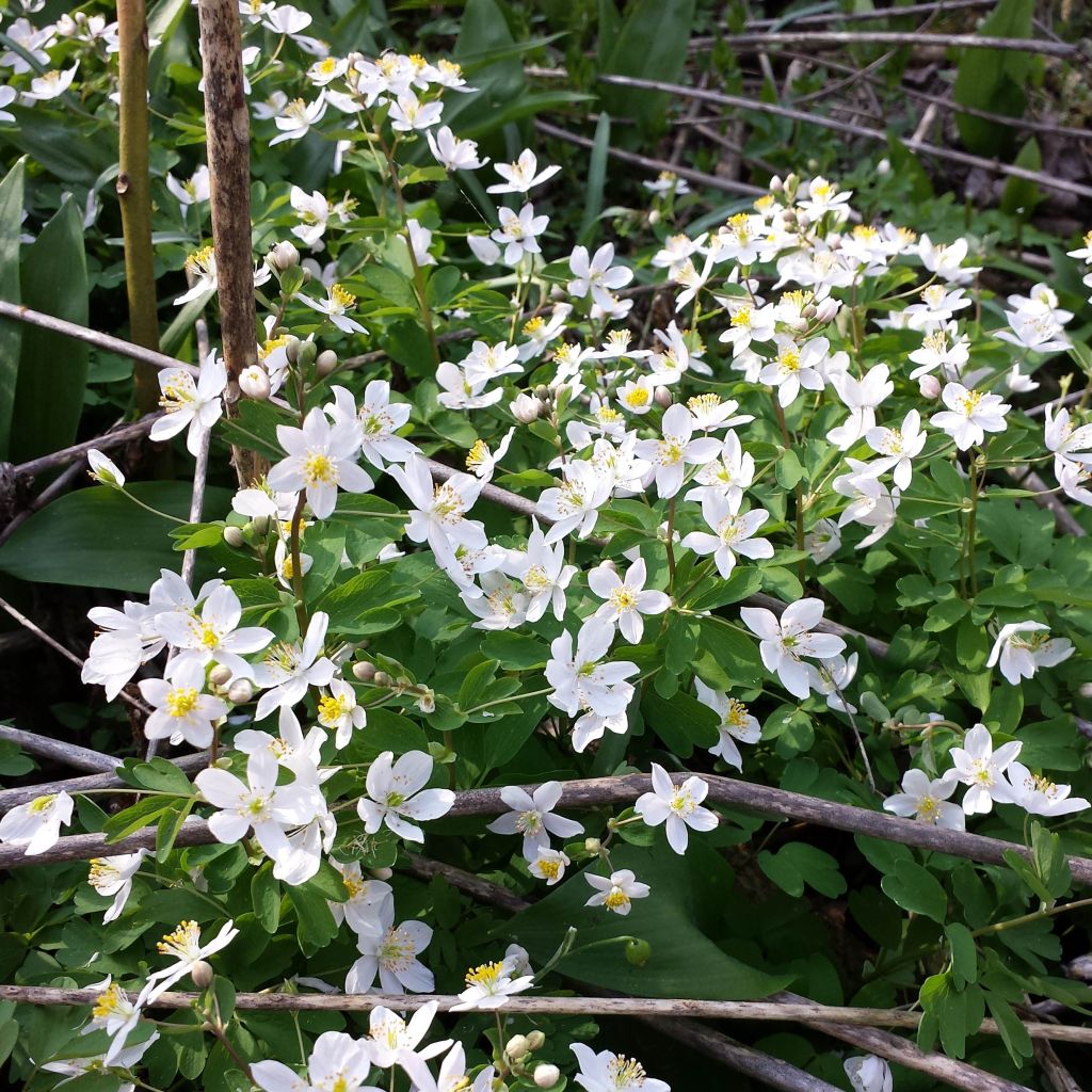 Isopyrum thalictroides - Muschelblümchen