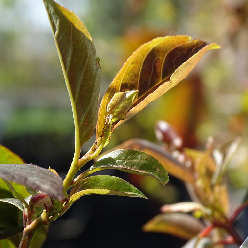 Itea virginica Henry's Garnet - Viriginische Rosmarinweide