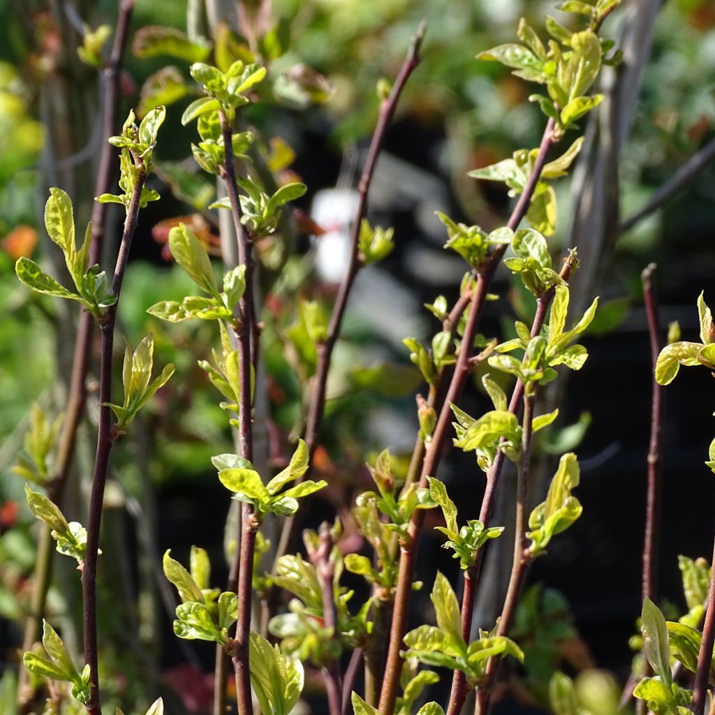 Itea virginica Henry's Garnet - Viriginische Rosmarinweide