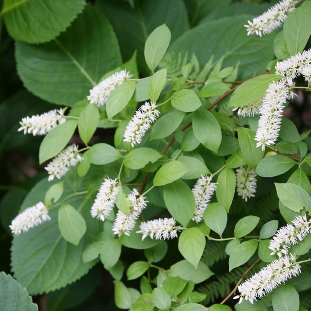 Itea virginica - Viriginische Rosmarinweide