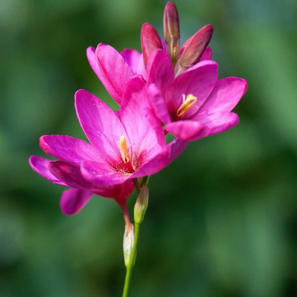 Ixia acaulis Rose Emperor - Klebschwertel