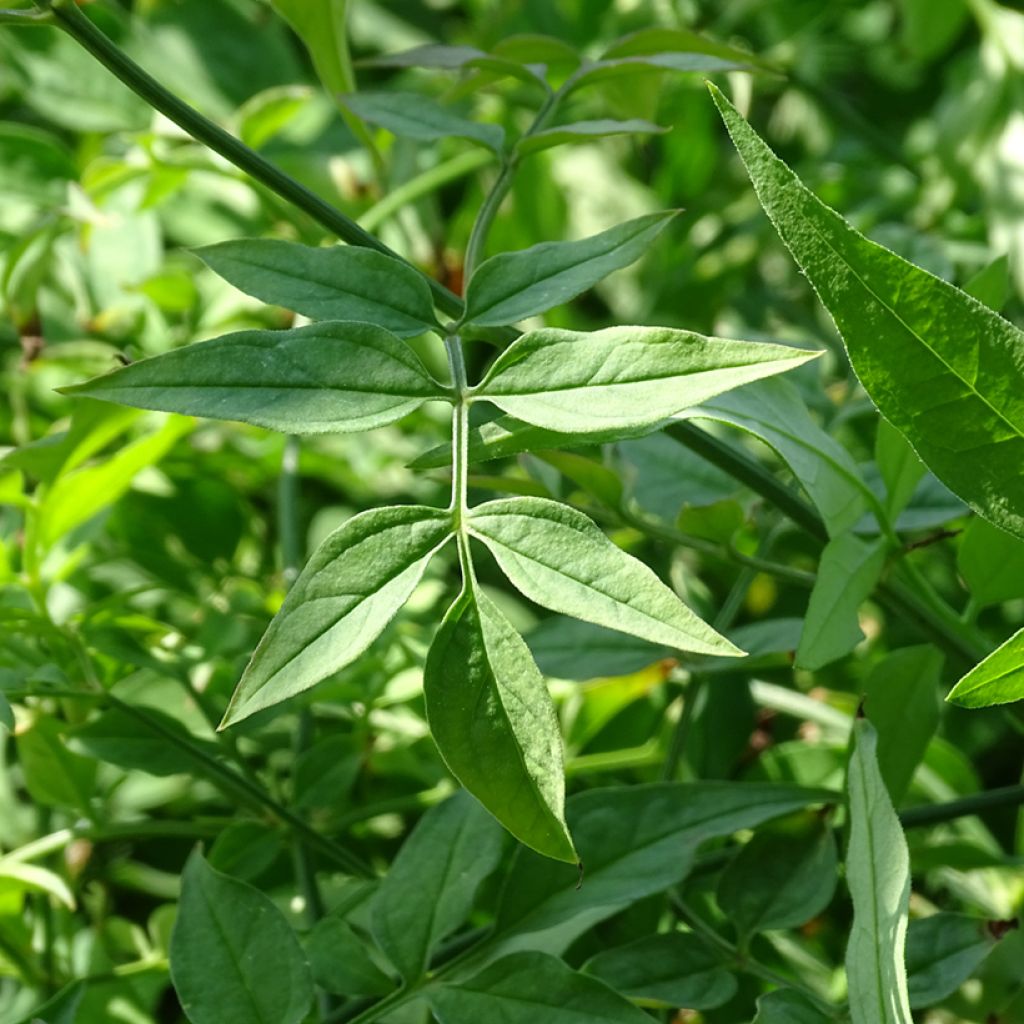 Jasmin officinal - Jasminum officinale