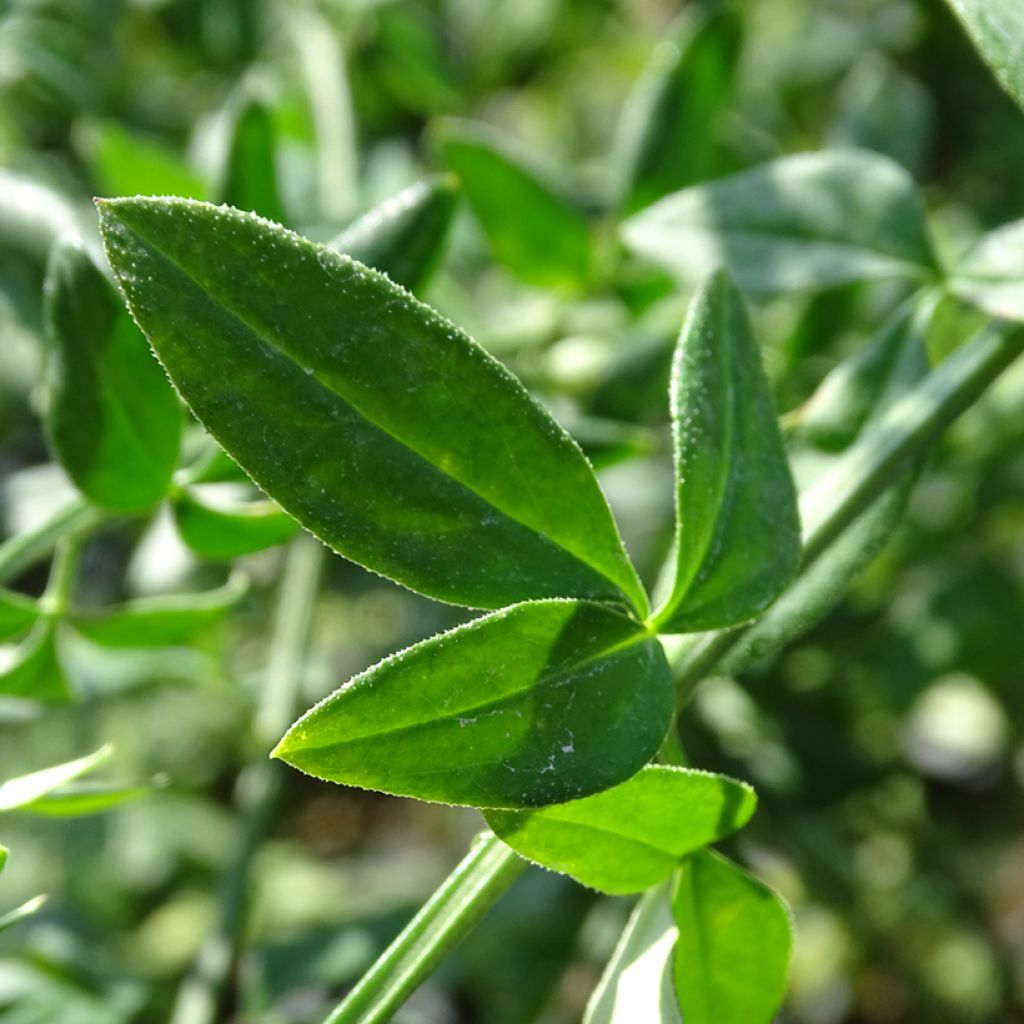 Jasmin d'hiver - Jasminum nudiflorum