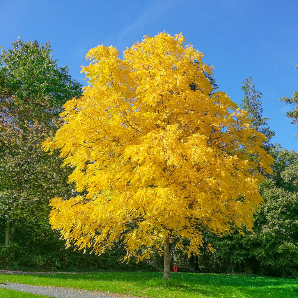 Schwarznuss - Juglans nigra