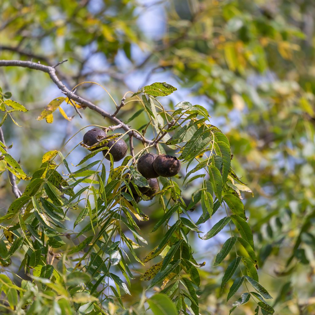 Schwarznuss - Juglans nigra