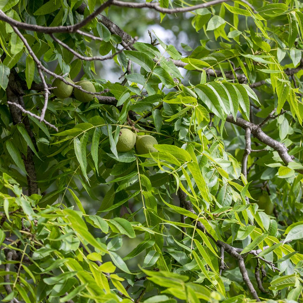 Schwarznuss - Juglans nigra