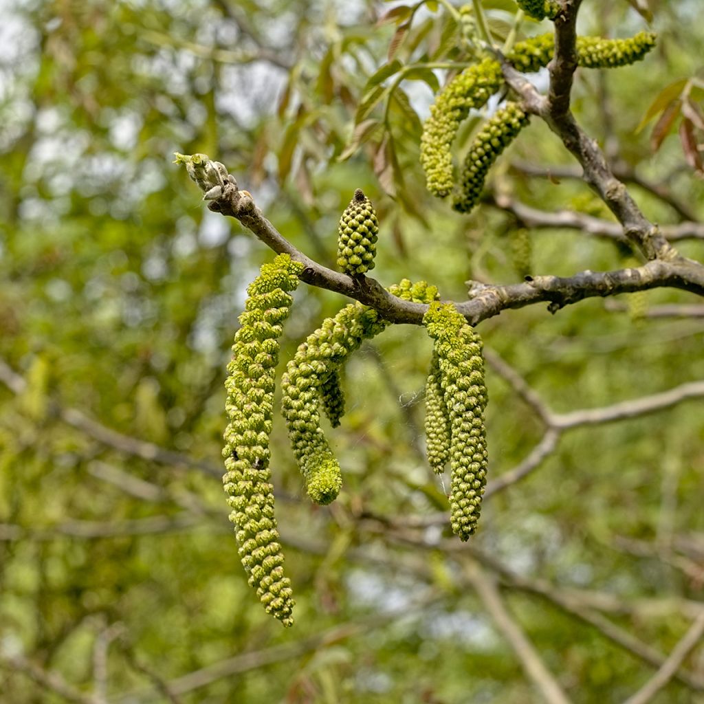 Schwarznuss - Juglans nigra