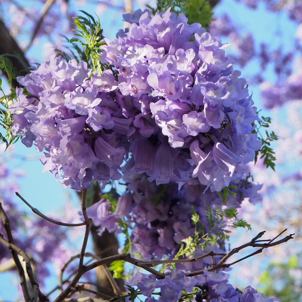 Jacaranda mimosifolia - Palisanderholzbaum