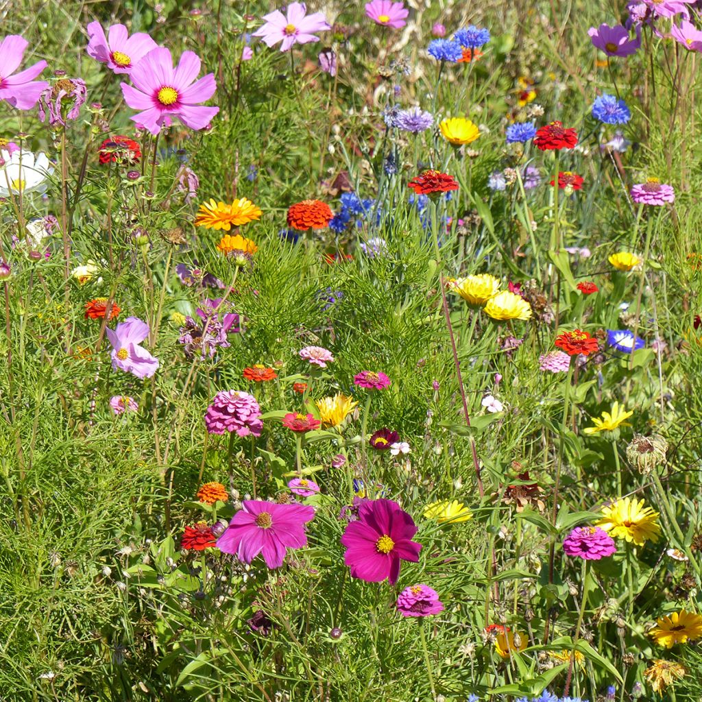 Blumenwiese mit niedrigen Blumen Schönes Frankreich