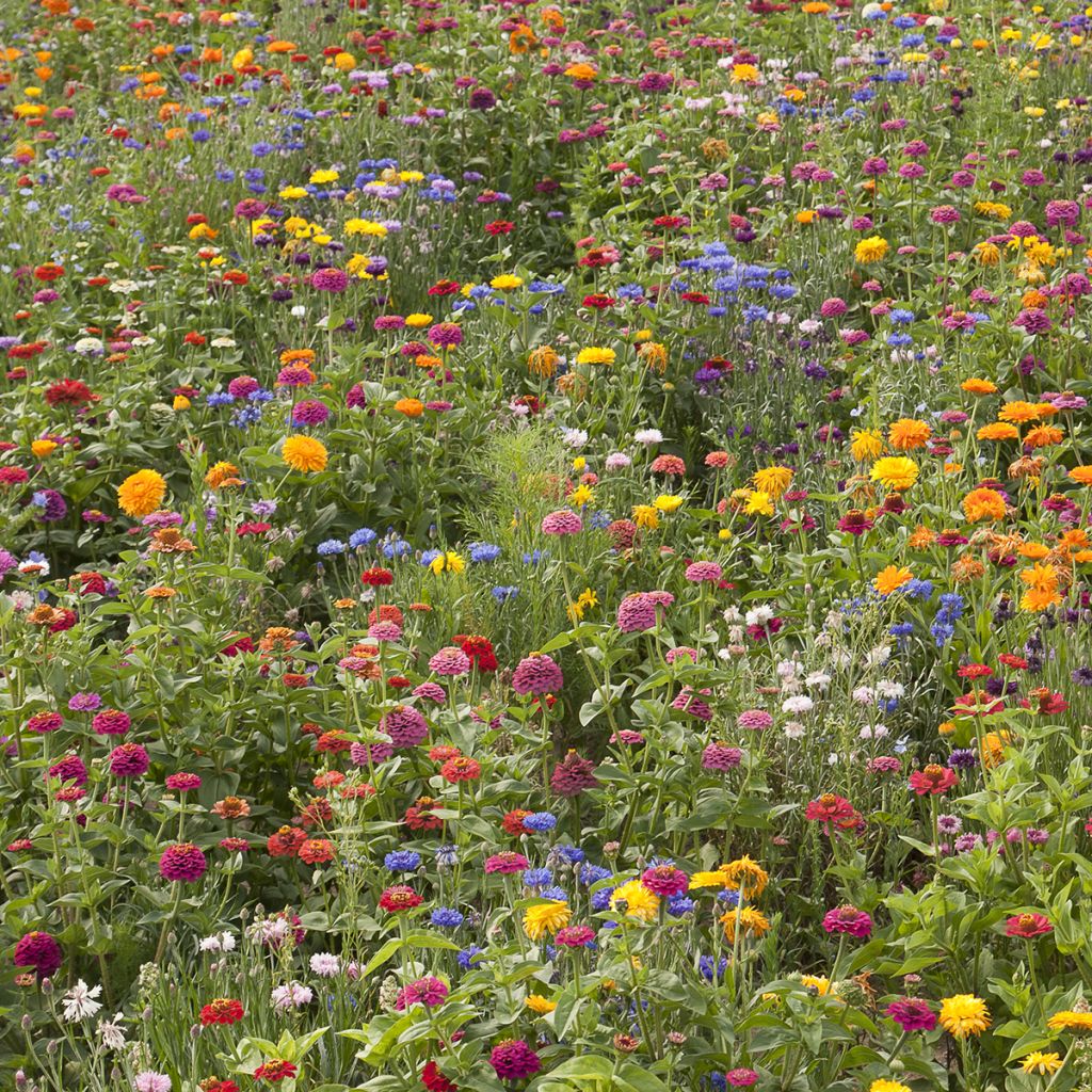 Blumenwiese mit niedrigen Blumen Schönes Frankreich