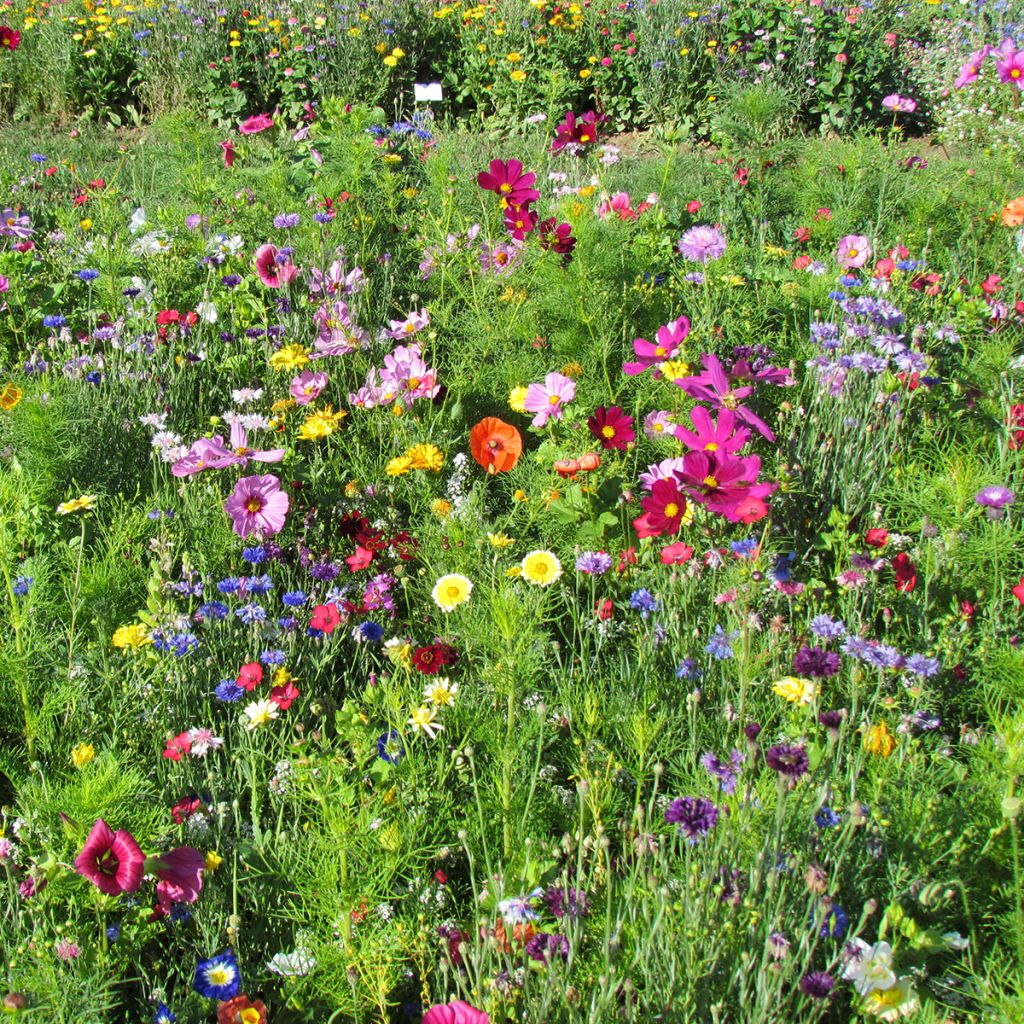 Hohe Blumenbrache Farben Frankreichs, französische Produktion