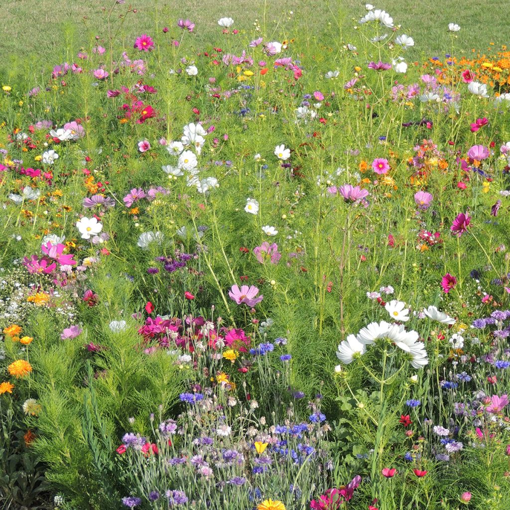 Hohe Blumenbrache Farben Frankreichs, französische Produktion